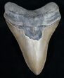 Serrated Megalodon Tooth - North Carolina #11316-1
